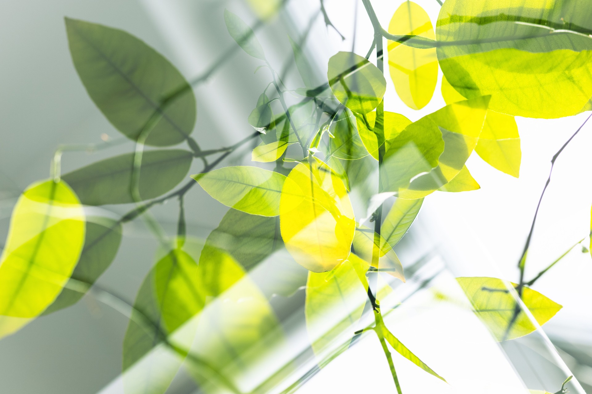 Close-up with multiple exposure of lemon tree leaves